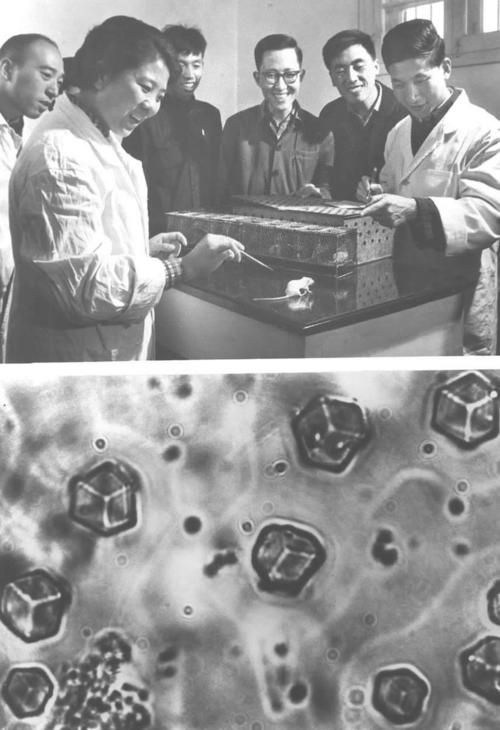 世界首次!敢“啃”硬骨头 他带领团队合成了牛胰岛素