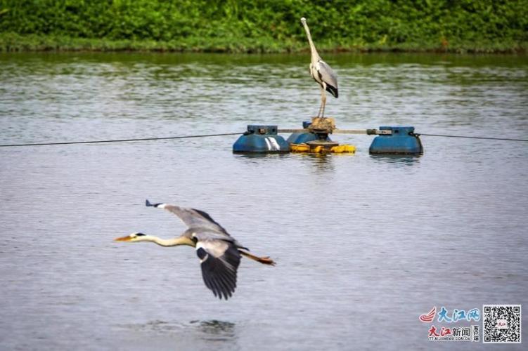 九江都昌:鄱阳湖畔苍鹭舞翩跹