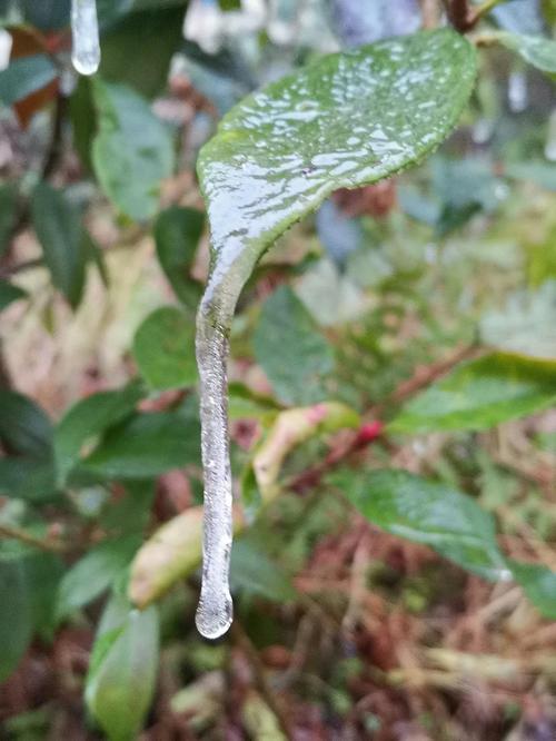 广东三月仍“冻力十足” 粤北现雾凇遇冻雨