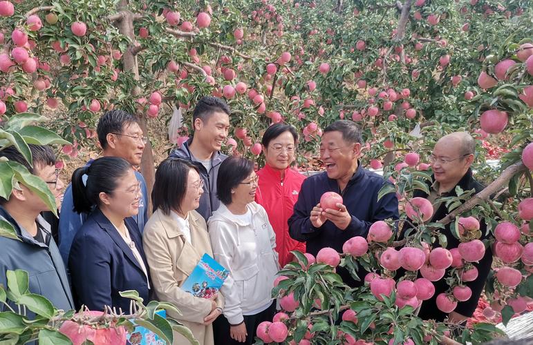 白银平川:万亩苹果喜获丰收