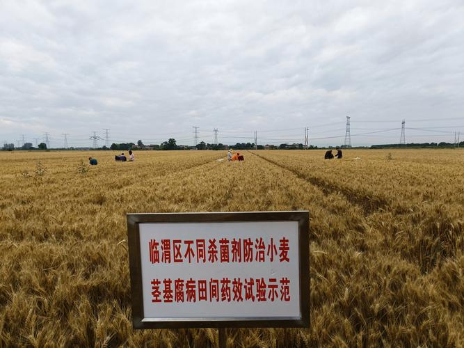 山西省小麦大面积实收测产单产大幅提升