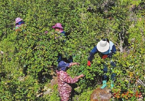 (身边的变化)闽北林下生“金” 绿富双赢有路子