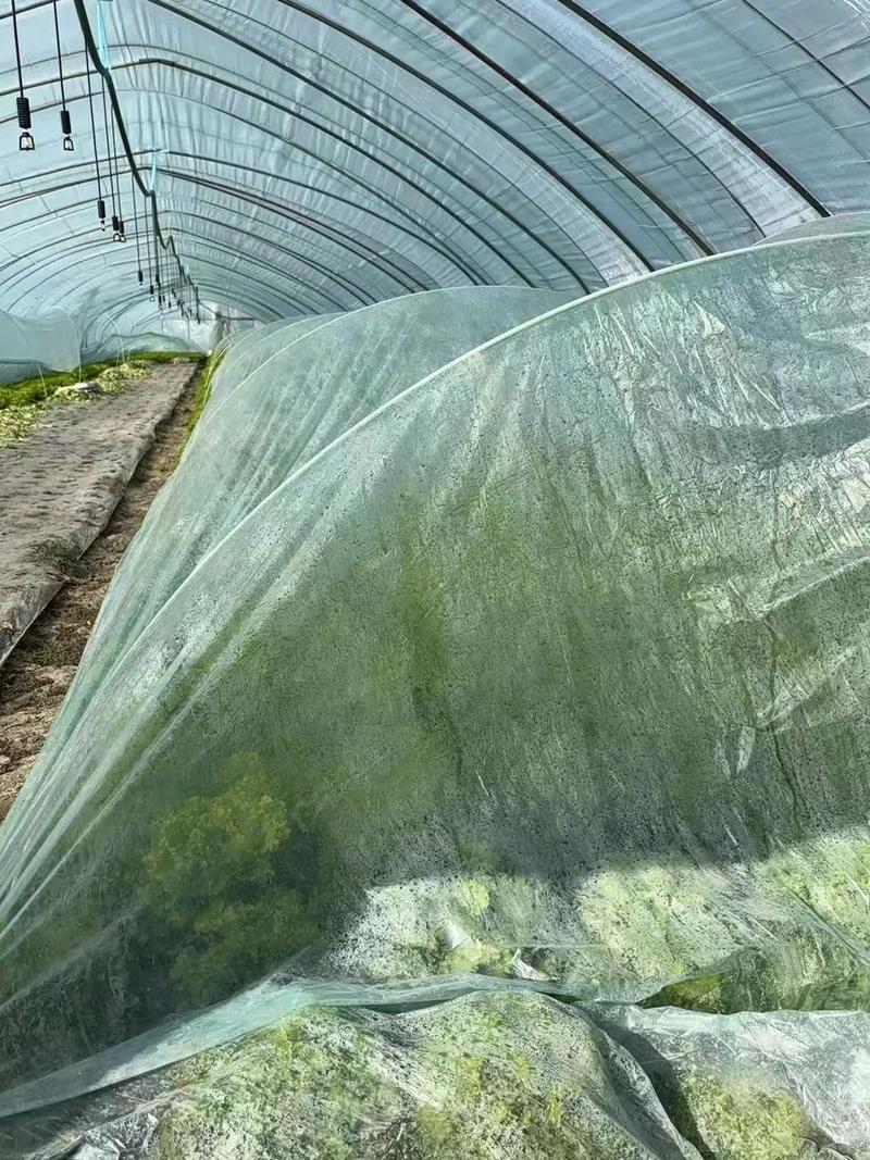 蔬菜也要盖棉被 寒潮下蔬菜这样稳产保供