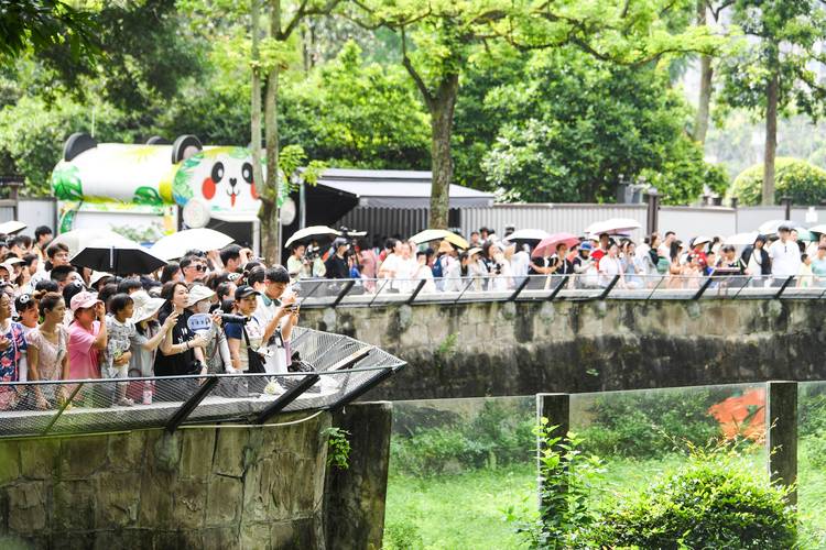 重庆:大熊猫人气足
