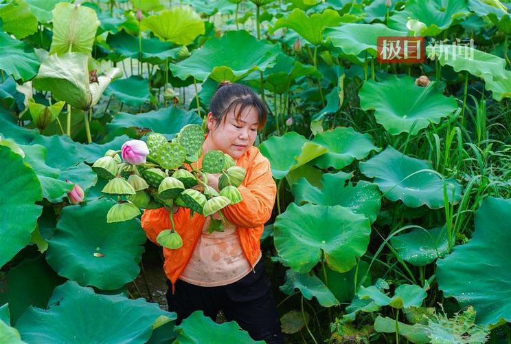 “莲子之乡”开启夏日乡村荷花节
