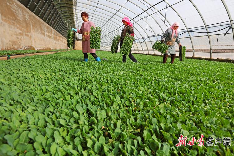 陇拍客|临泽:万亩春季蔬菜忙移栽